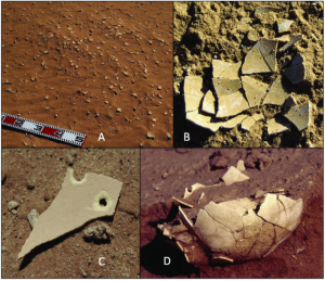 Examples of Genyornis eggs