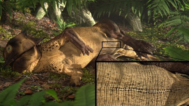 A depiction of what the Psittacosaurus and its belly button may have looked like in life