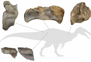 Bone fragments, including pelvic and tail vertebrae
