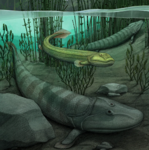 Illustration of fishapod Tiktaalik roseae (under) and Qikiqtania wakei (center) in the water.