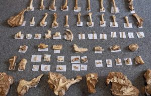 Some of the two-million-year-old fossilized bones unearthed by researchers on the Greek island of Lesvos recently. The bones are from large and small mammals.