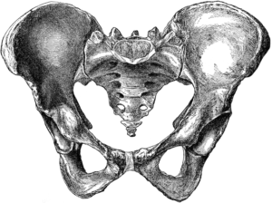 Pelvis bones