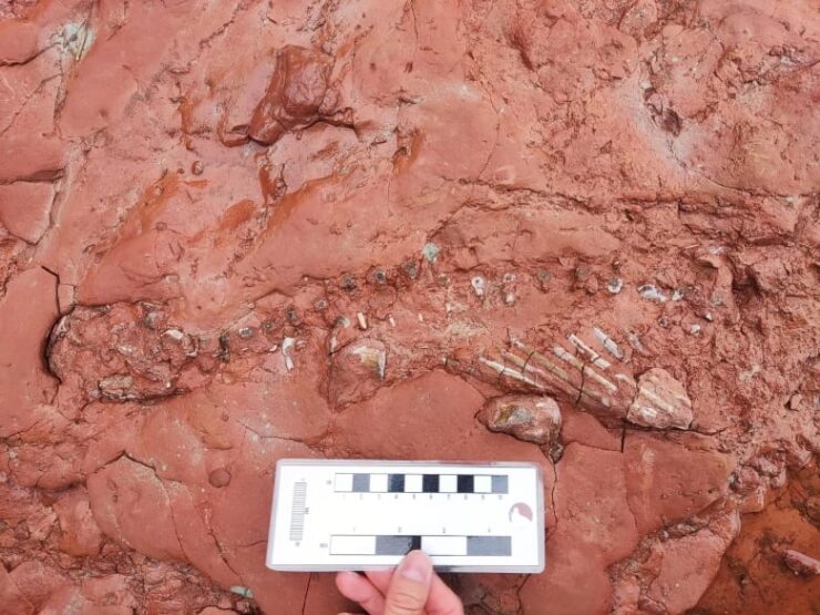 A PEI schoolteacher discovered a fossil that could be 300 million years old