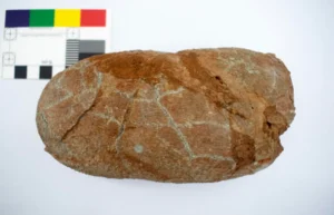 A dinosaur egg