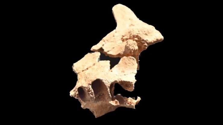 Upper jawbone fossil found in Spain .