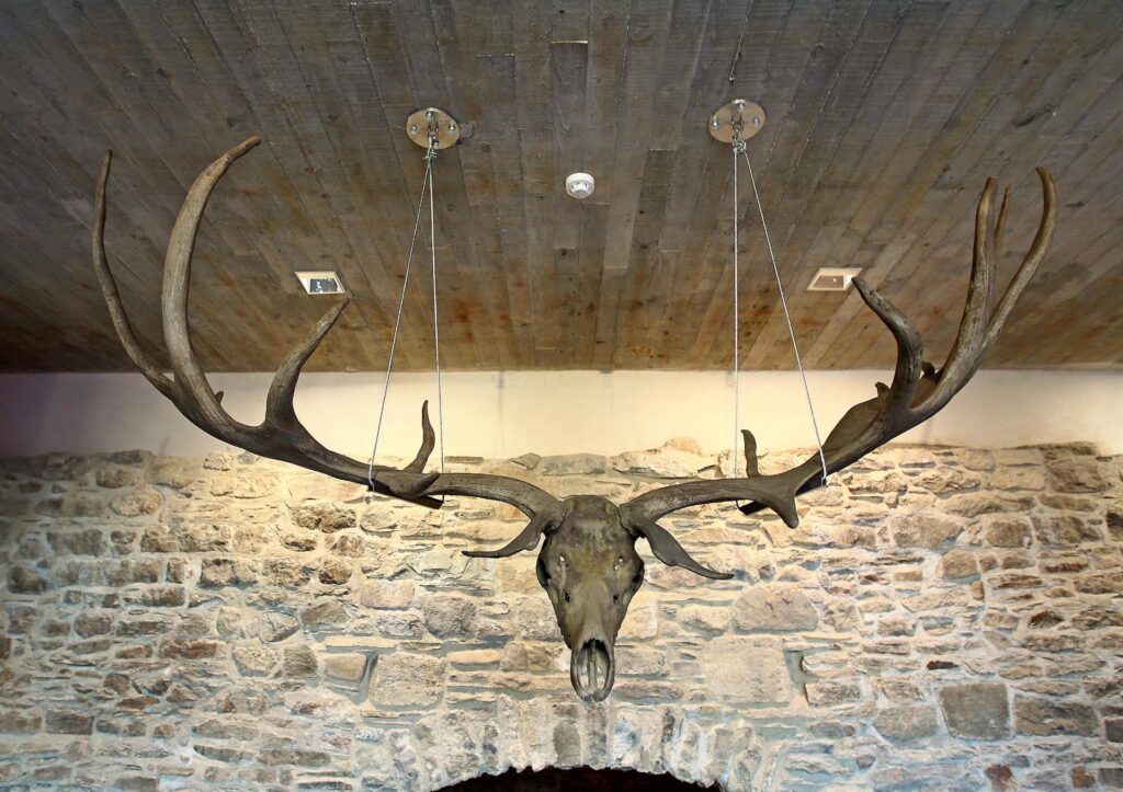 Extinct Irish Elk S Ancient Enormous Antlers Are On Exhibit Now   Ancient Giant Irish Elk Antlers Go On Display At Waterford Treasures Museum 1024x723 