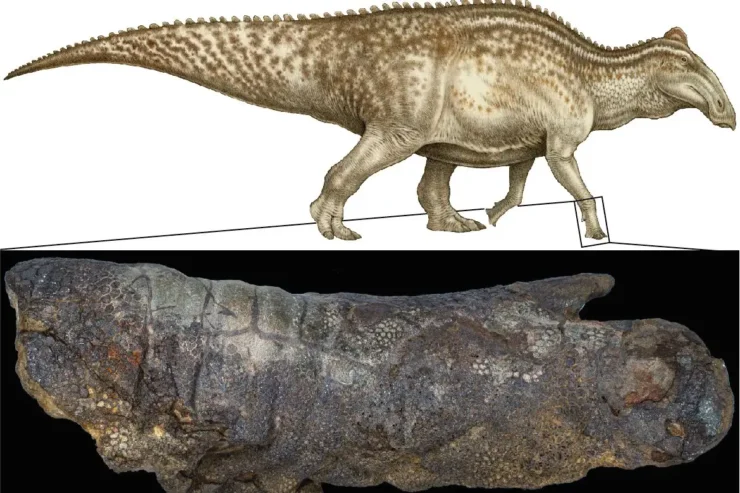 Illustration of the Edmontosaurus dinosaur and photograph of the preserved forelimb.