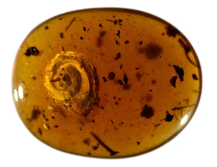 The 99 million year old amber containing the tiny snail.