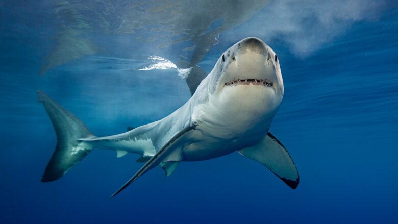 Representative photo of sharks