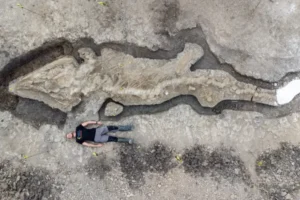 Example of the ichthyosaur skeleton found at Rutland Water Nature Reserve.