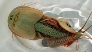 Amazing live fossils called triops from the time of the dinosaurs discovered in Arizona.