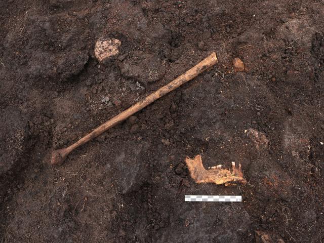 Mysterious bones found in a European swamp may have been used in rituals.