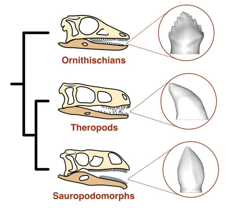 The three major dinosaur species and the forms of their teeth.