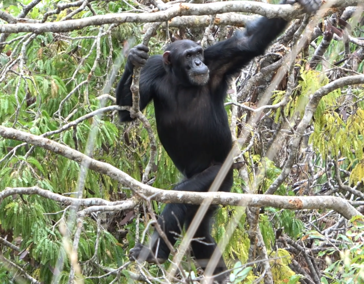 An adult male chimp walks upright to navigate the open canopy of the Issa Valley savanna habitat's flexible branches.