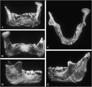 The oldest known piece of anatomy of our species in Europe.