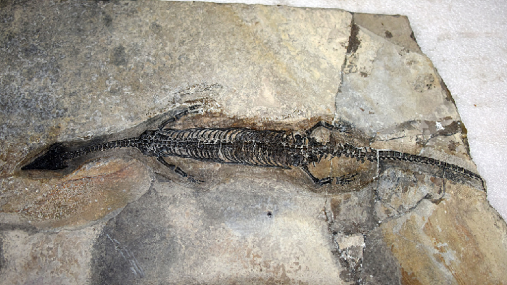 A 244 million year old marine reptile fossil discovered in Yunnan, China