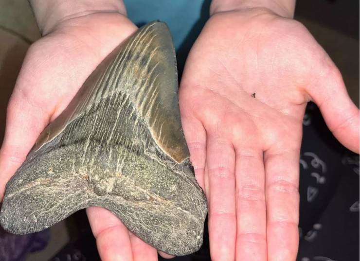 On a Maryland beach, ABD, a 9 year old girl discovered a rare Megalodon shark tooth fossil