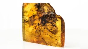 Fossilized flower found in amber
