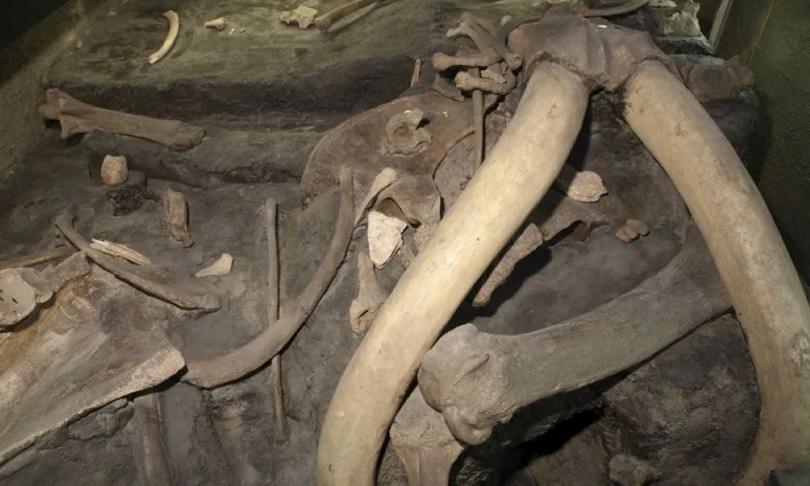 Early evidence of mammoth slaying in Mexico comes from an Ice Age ...