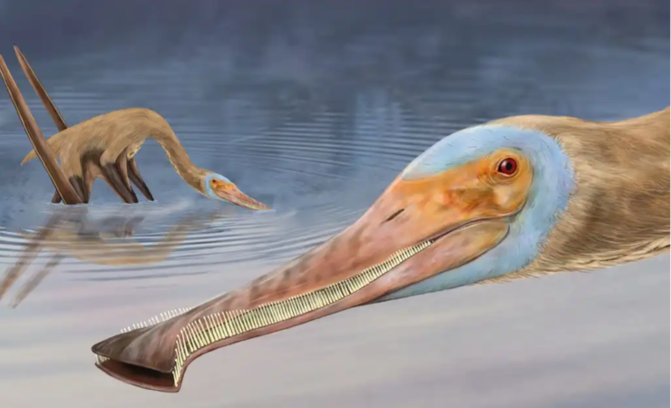 Pterosaur with more than 400 teeth discovered in Germany.