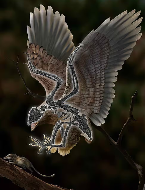 Reconstruction of the 120 million year old bird Cratonavis zhui.