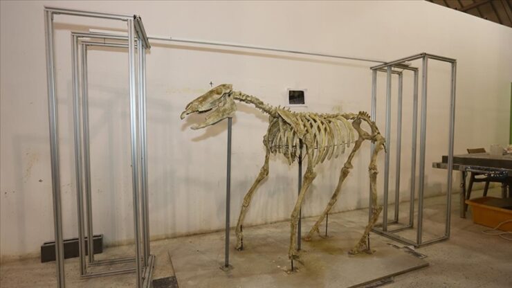 The skeleton of a three-hoofed horse that scientists have raised to its feet.