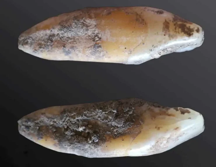 Oldest human genome of Spain unearthed.