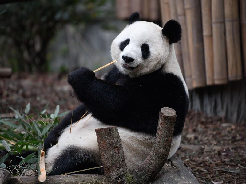 Prehistoric carnivorous giant panda.