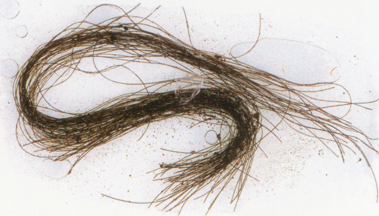 Hair strands with traces of psychoactive drugs.