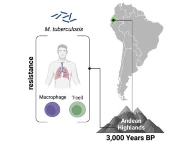 Signs of tuberculosis adaptation discovered in ancient Andeans