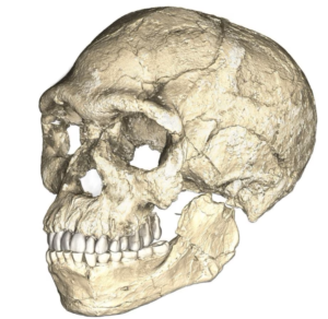 Emergence of Homo sapiens in Africa.