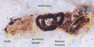 50 million year katydid fosil found with well preserved internal organs.