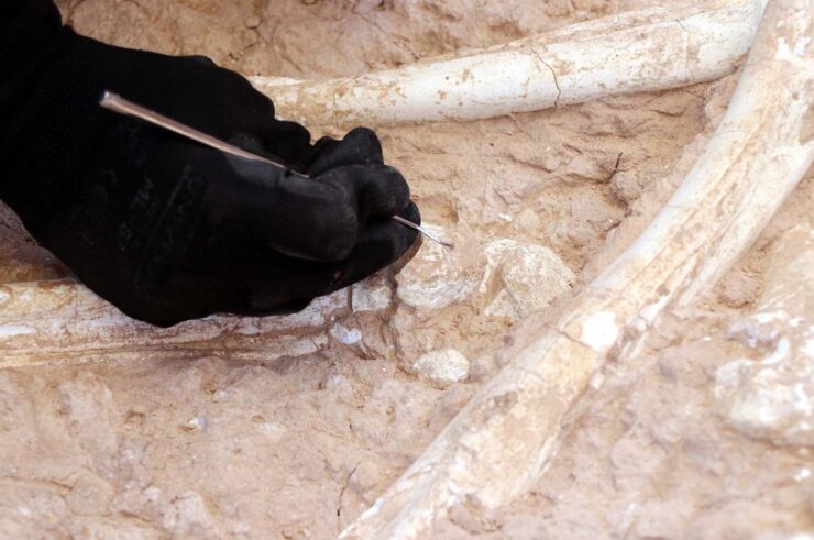 7.5-million-year-old giraffe bone found in Kayseri.