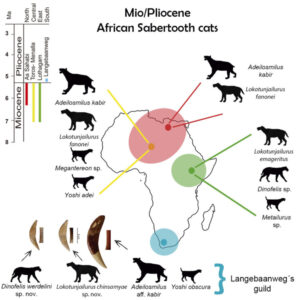 Paleontologists discover two new sabertooth cat species.