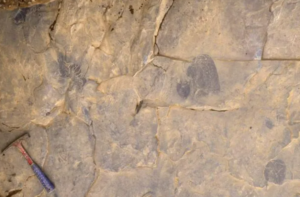 500 million year old jellyfish fossil discovered in Burgess Shale.