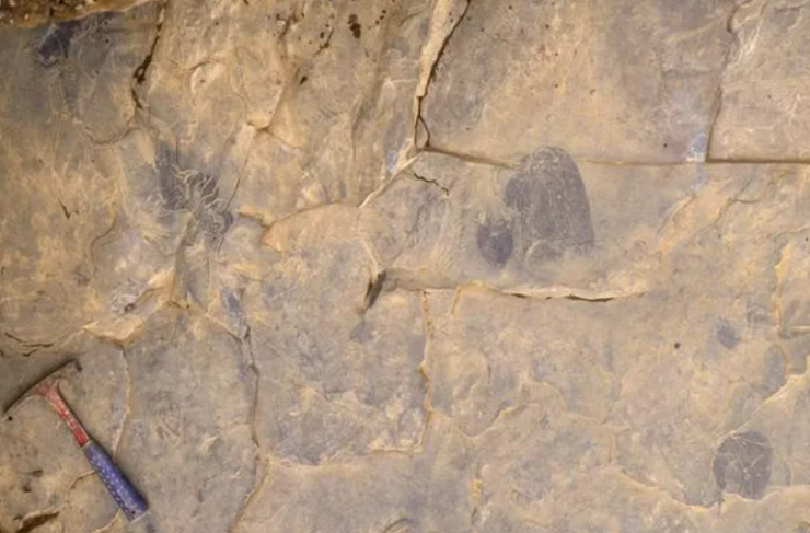 500 million year old jellyfish fossil discovered in Burgess Shale.