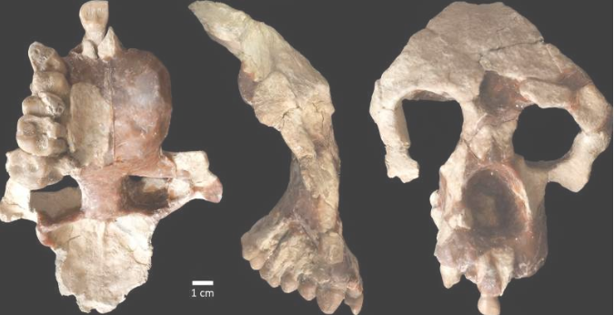 A new ape fossil found at an 8.7 million year old site in Türkiye.
