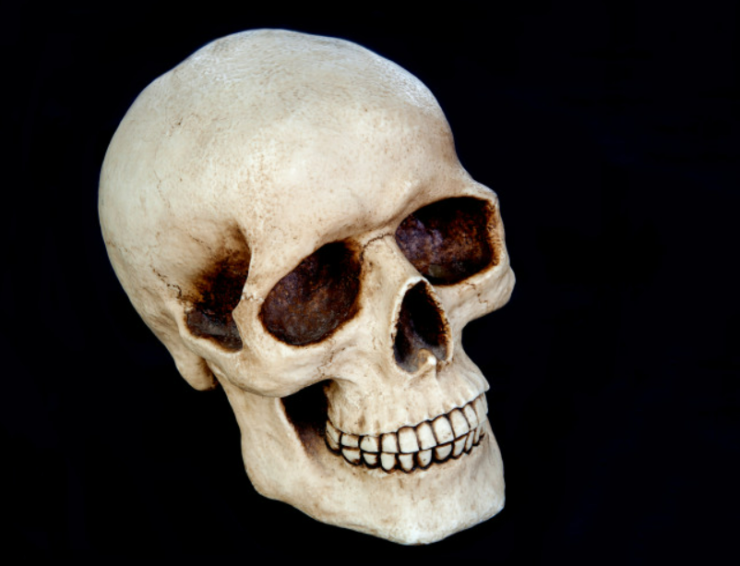 An illustration of a human skull.