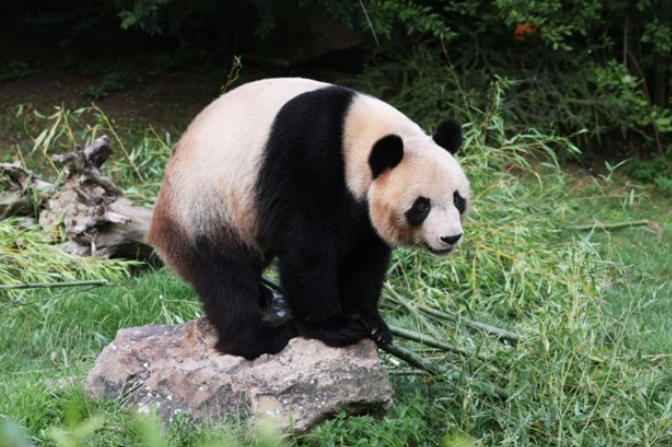 The giant panda Yuan Meng.