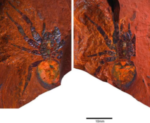 Giant Trapdoor spider fossil discovered in Australia.