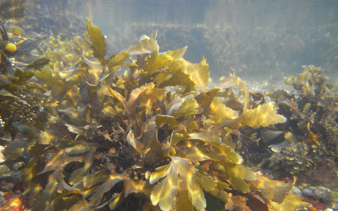 Seaweed regularly consumed in Europe.