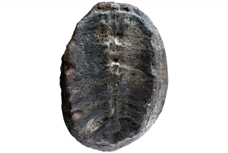 Fossil thought to be a plant for years was actually a baby turtle