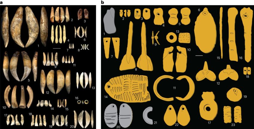 Ancient adornments analyzed, nine different cultures lived in Europe during the Paleolithic period.