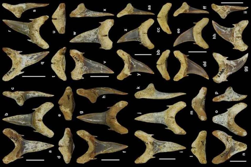 'Palaeohypotodus bizzocoi', the largest predatory shark to survive mass extinction, discovered in Alabama.