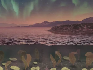 An illustration of some of the underwater creatures that lived during the Ediacaran Period, roughly 635 million to 541 million years ago. Photo: University of Rochester illustration / Michael Osadciw -Earth's magnetic field-